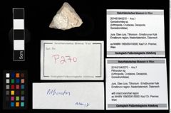 Foto (Objekt + Etikett) von Pithonoton sp.  (NHMW-GEO-2014-0194-0270)